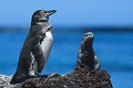 Manchot des Galapagos (Spheniscus mendiculus) - île de Isabela Ref:36893